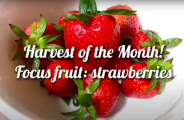 student strawberries
