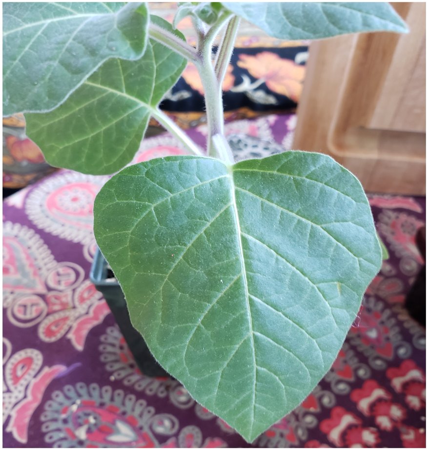 heart shaped leaf