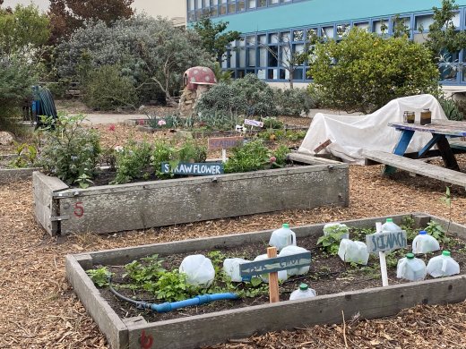 A glimpse of A.P. Giannni's school garden