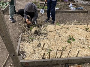 students in APG garden planting