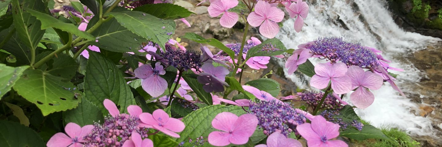 PURPLE FLOWERS