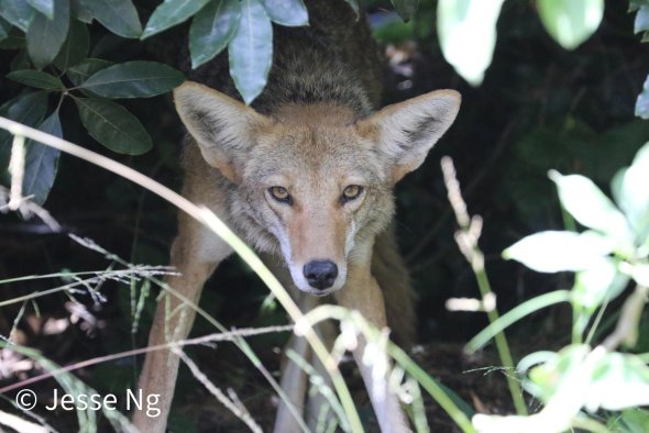 Coyote in the bush