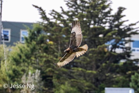 Hawk flying at the park.