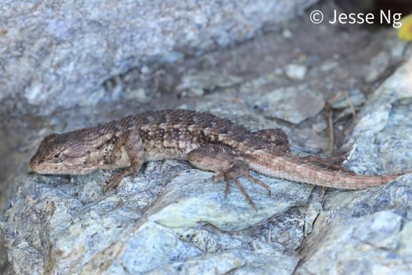 Lizard laying on a rock.