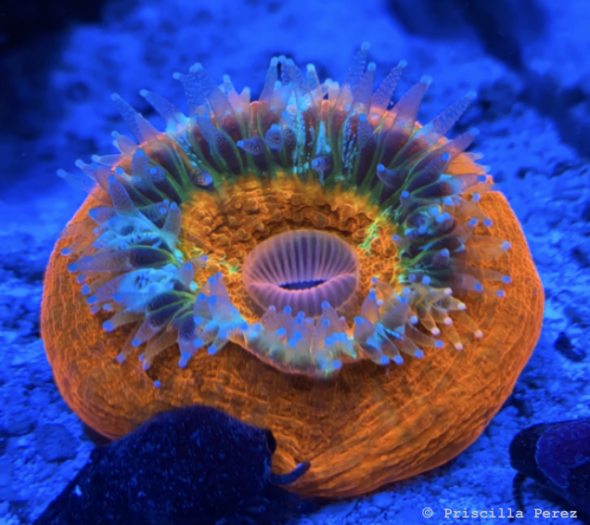 Orange Scoly coral 2