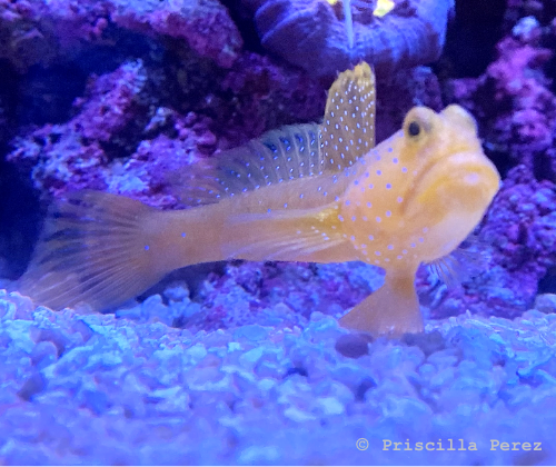 Goby fish
