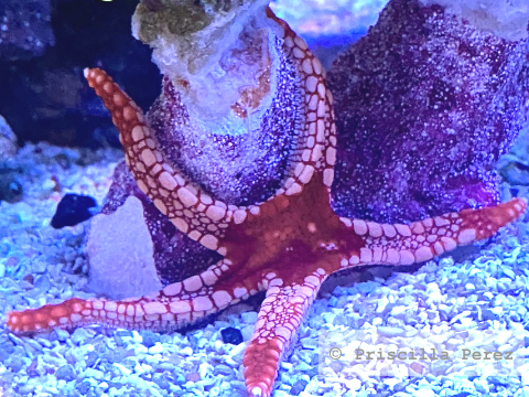 Starfish
