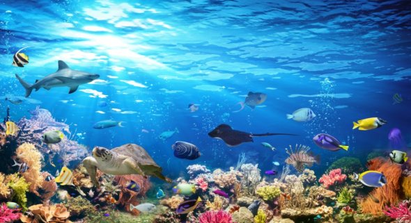 sea