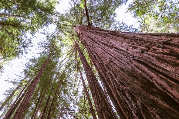 redwood trees