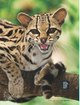 NATIONAL GEOGRAPHIC KIDS