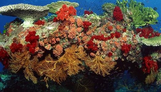 Coral Reefs