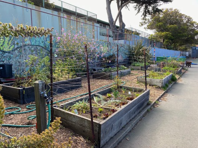 STEAM garden boxes