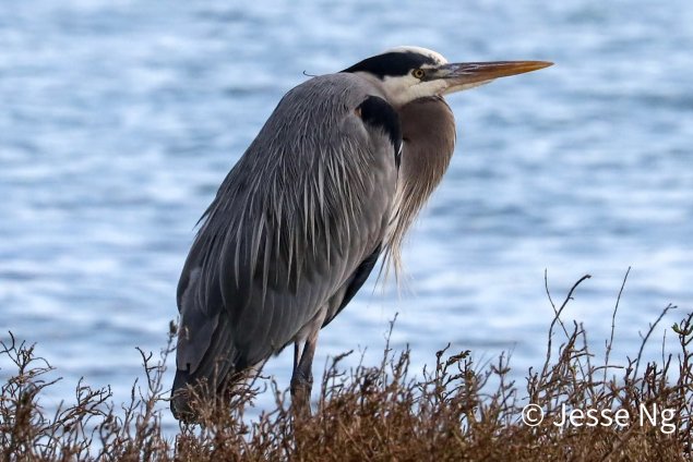 Heron standing next to water