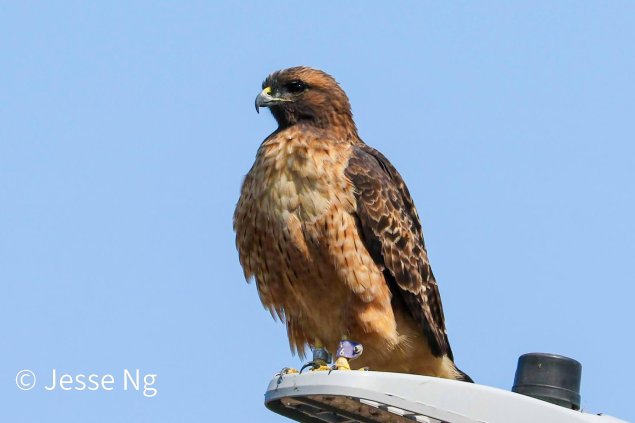 Red-tailed hawk on a lamp post.