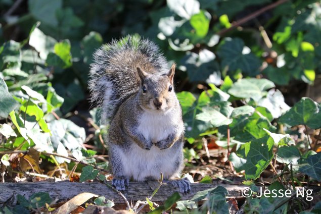 Grey squirrel standing on a branch