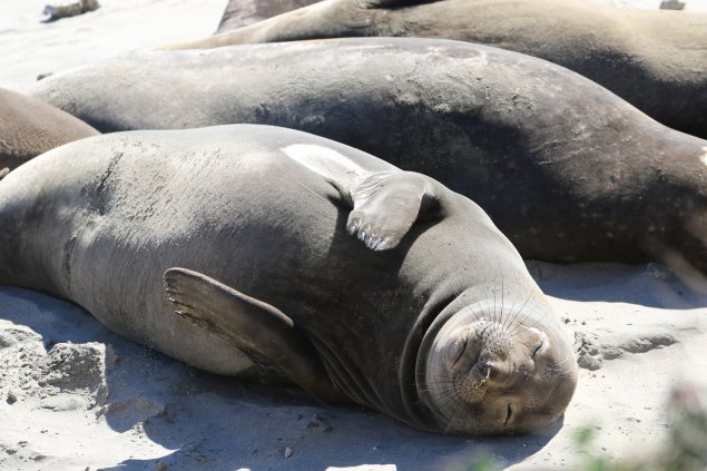 baby seal sleeping on beach
