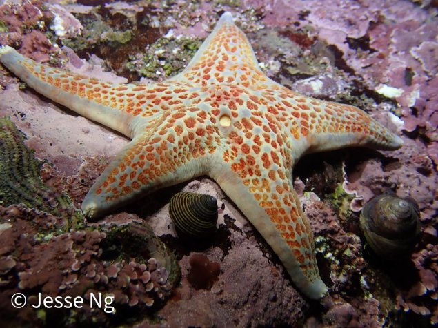 Sea star on a rock