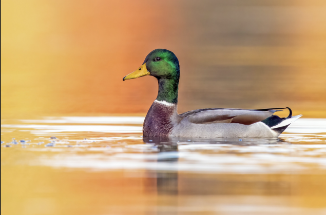 Male mallard duck swimming in water. 