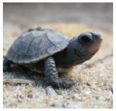 Baby turtle in sand