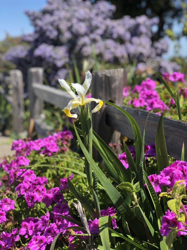 spring flowers