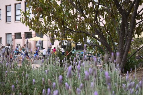 Sherman School Garden