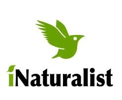 Inaturalist logo