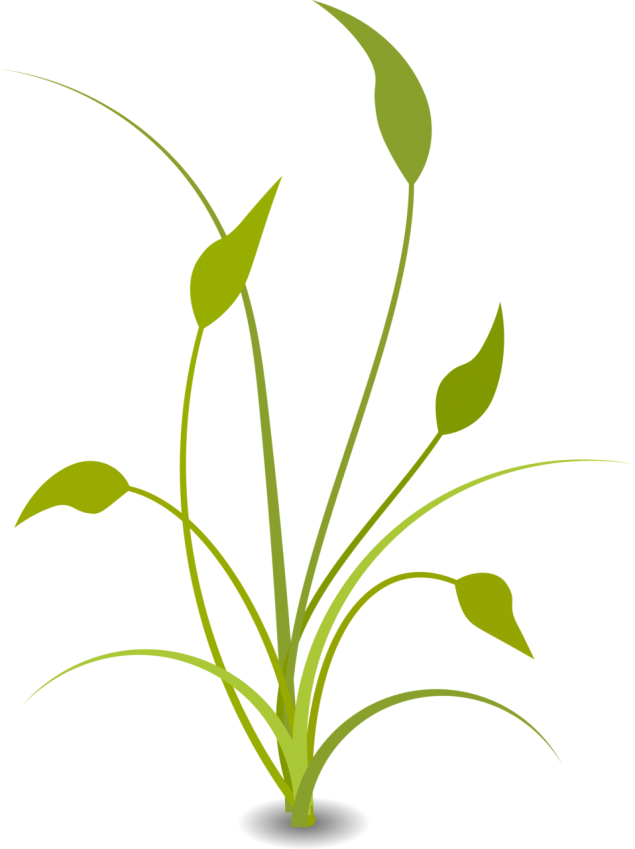 plant