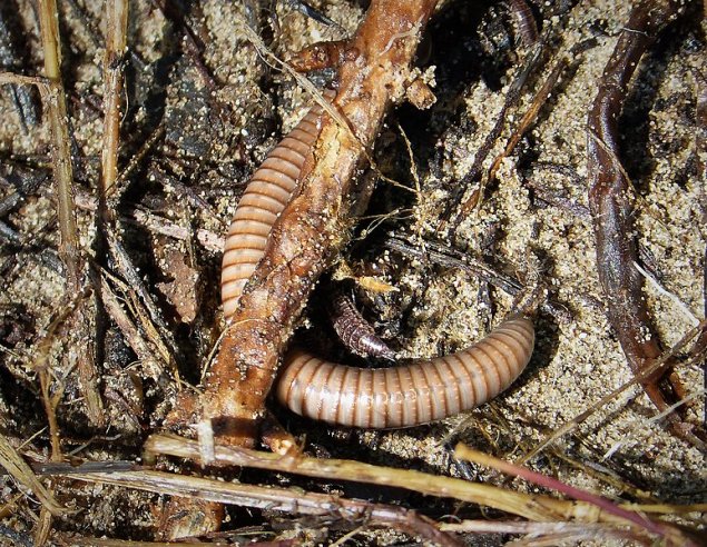 worm